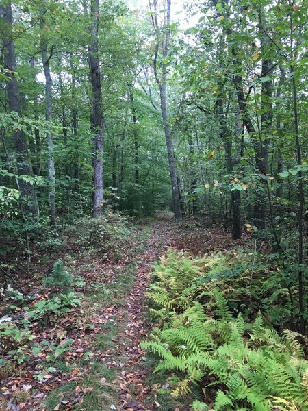 Singletrack trail.