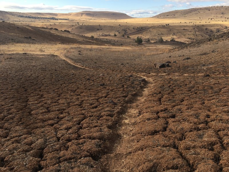 The ground has cracked from heat/dry.