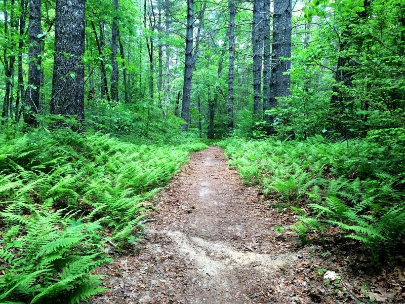 Lush fern beds along the Little River Trail.