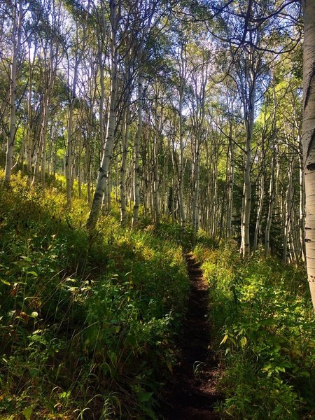 Gorgeous grove of aspens.