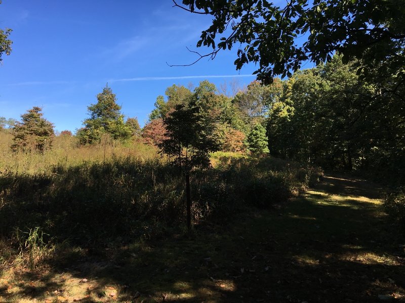 Grassy trail along a meadow.