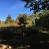 Grassy trail along a meadow.