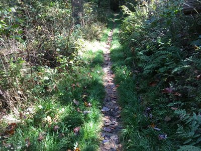 Grass-lined singletrack.