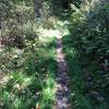 Grass-lined singletrack.