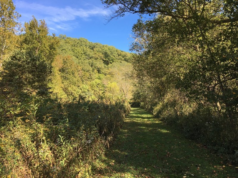 Grassy trail.