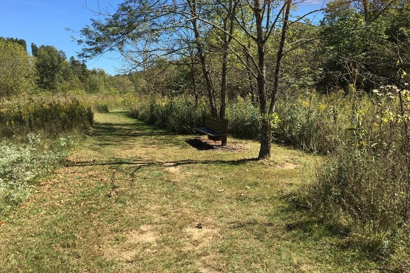 Grassy trail with bench.