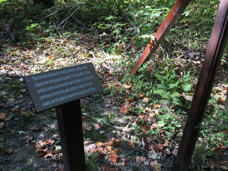 Yellow-lady slipper orchid being protected from grazing by deer.