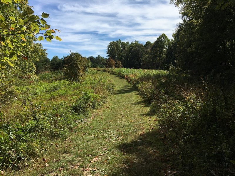 Grassy trail through a meadow.