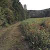 Grassy trail and prairie meadow