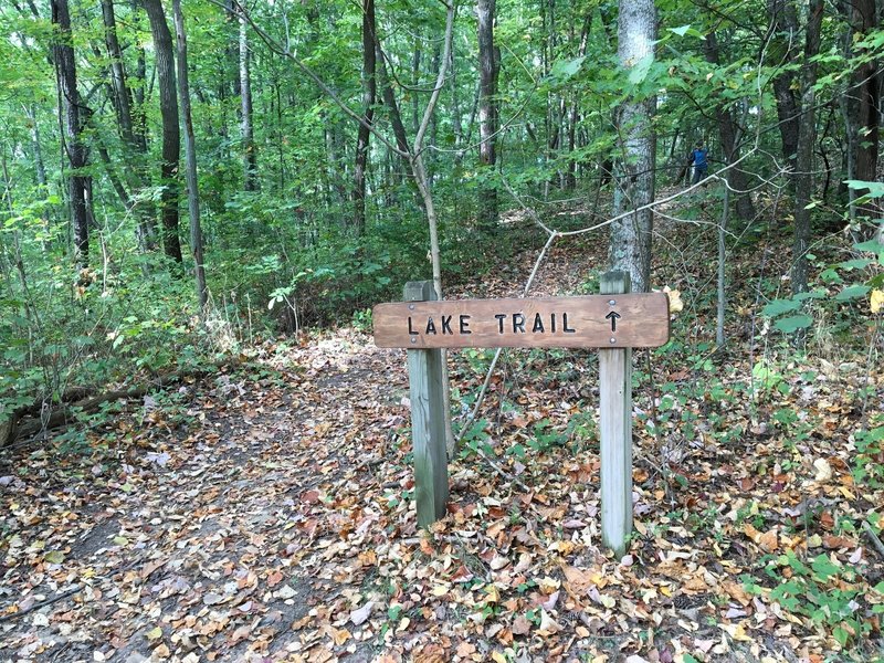 Intersection of Chestnut Trail with east leg of Lake Trail.