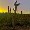 A rare Crested Saguaro.