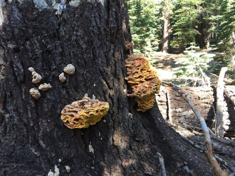 Chicken of the woods. Local flora and fauna.