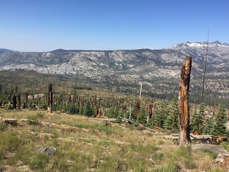 Burnt area in Reds Valley.