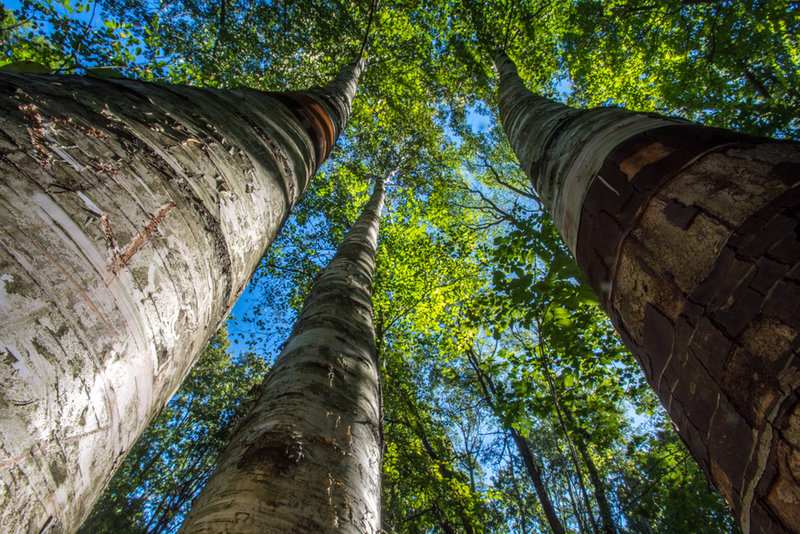 Mature forest section.