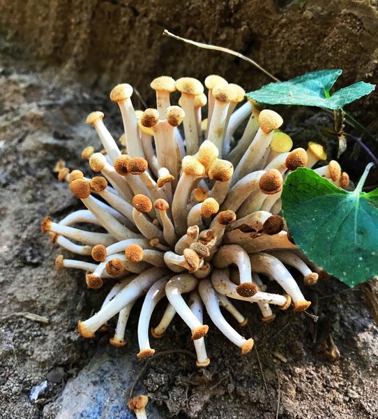 A starburst of Honey Fungus.