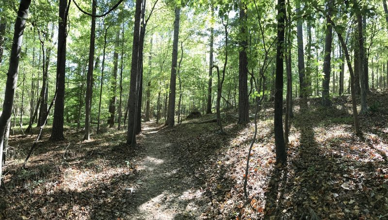 Entering the forest on the Laurel Bluff Trail.