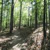 Entering the forest on the Laurel Bluff Trail.