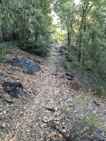 Along the Elliott Ridge Trail.