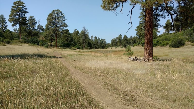 Coyote Hill Loop - Heading back towards trailhead.