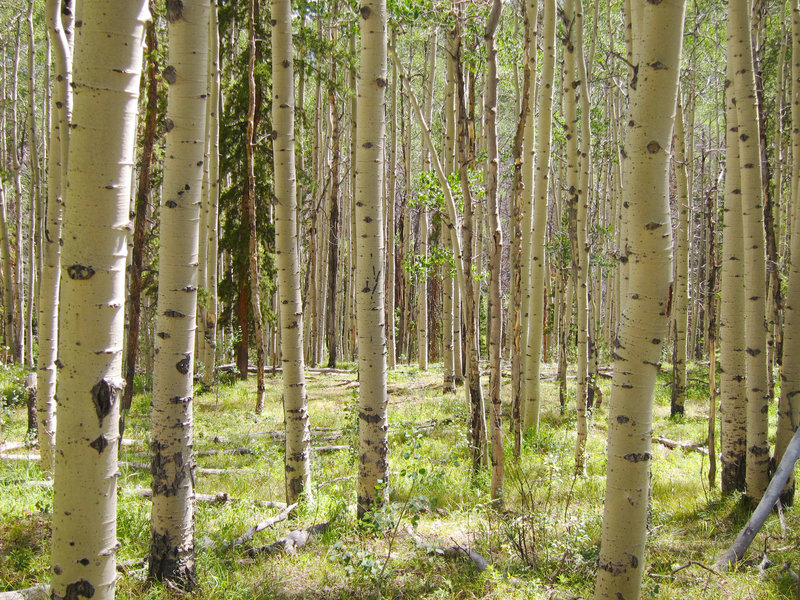 Aspens (Populus tremuloides) on Lost Lake Trail.