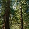 The old growth fir forest of Mountain Lake Loop.