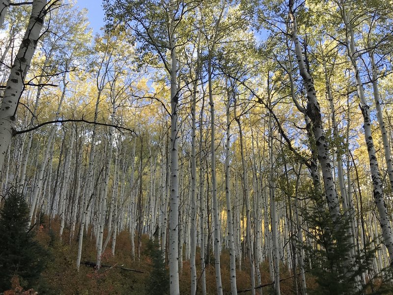 Aspens on the trail....