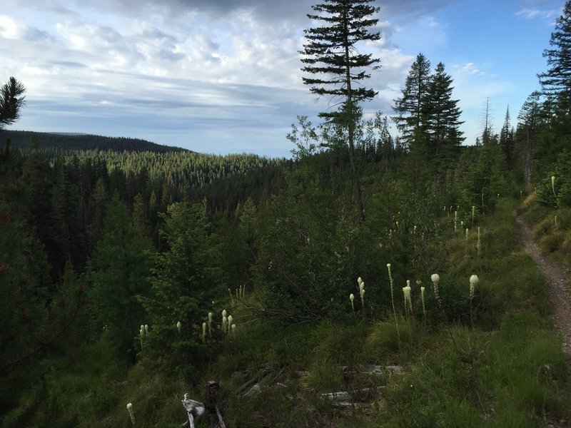 One of the few views from Beardance Trail.  The lake in the distance, some bear grass up close.