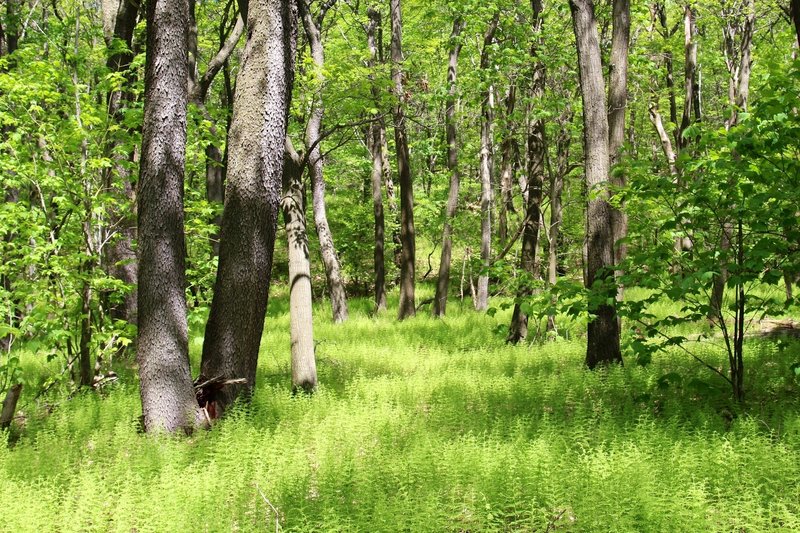 Fern country.