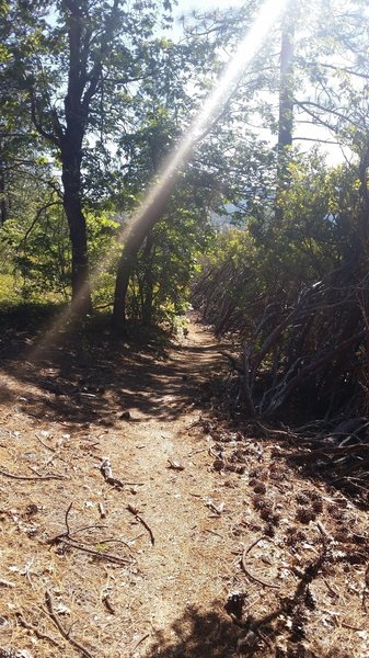 A nice narrow track through the manzanita forest - on the Malakoff Diggins Rim Trail.