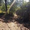 A nice narrow track through the manzanita forest - on the Malakoff Diggins Rim Trail.