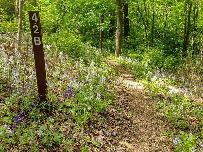 Nice spring wildflowers.