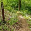 Nice spring wildflowers.