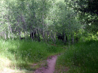 Second moose within 3 miles.