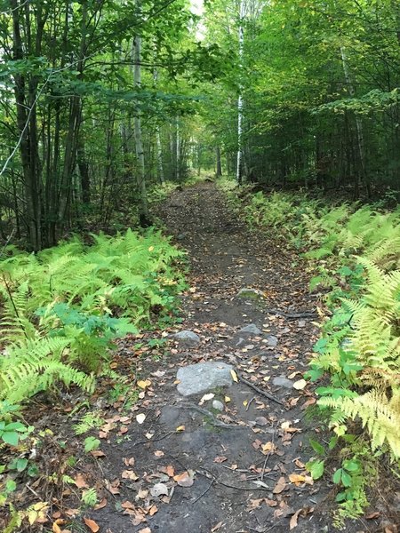 Looking up the north face ascent of Jewell Hill.