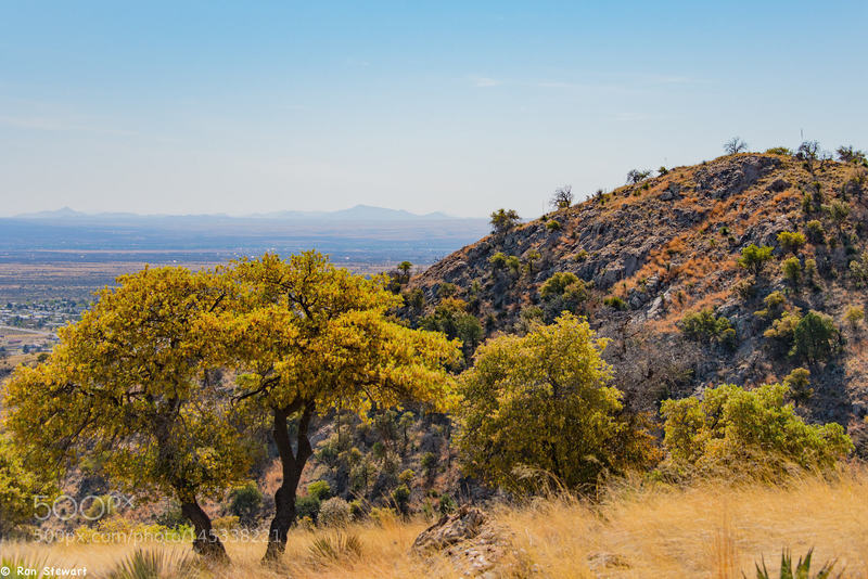 Spring Time in the Desert: Oak trees turning during the spring dry spell.  Views of the Huachucas from the Perimeter Trail just west of Sierra Vista.