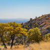 Spring Time in the Desert: Oak trees turning during the spring dry spell.  Views of the Huachucas from the Perimeter Trail just west of Sierra Vista.