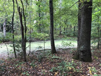 An algae filled pond sits off the boardwalk portion of the trail in the woods.