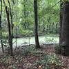 An algae filled pond sits off the boardwalk portion of the trail in the woods.