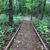 The boardwalk part of the trail makes its way through the woods. Interpretive signs provide information regarding the war in this area.