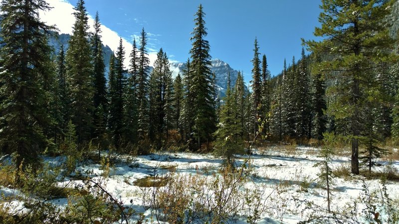 Small meadow along the Sherbrooke Lake Trail, at Sherbrooke Lake outlet, on a September morning