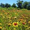 Summer flowers