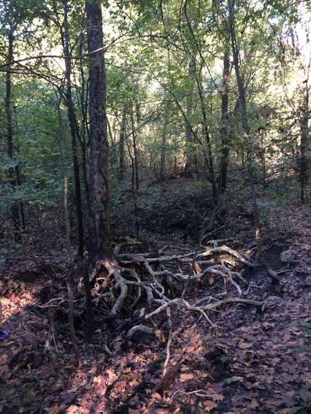 Cool tree with exposed roots near Bird Creek