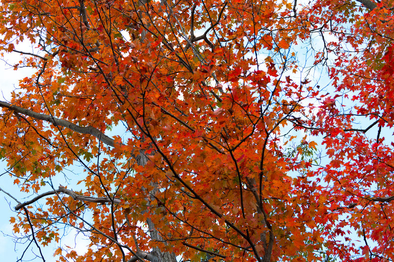 Trees above the Brandywine Falls!