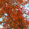 Trees above the Brandywine Falls!