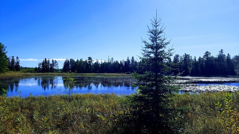 Canada Goose Pond, Wilderness State Park, Michigan