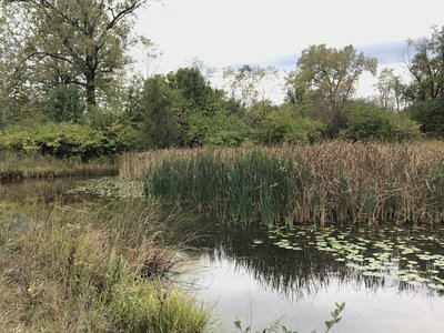 Wetland area near the end of the trail