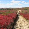 Towards beginning  Bear Rock Trail October 8, 2017