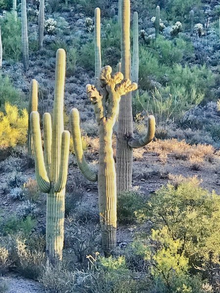 A rare Crested Saguaro along the Yetman Trail.