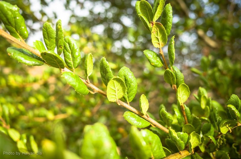 Morning dew on the leaves