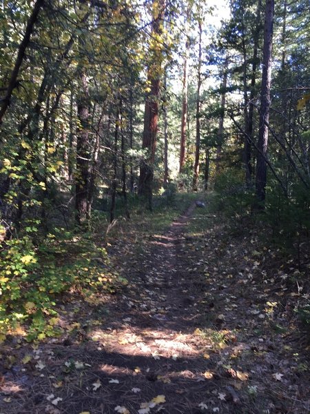 Trail on October 8th